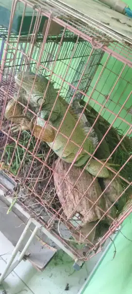 IGUANA peliharaan milik sendiri