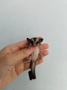 Sg sugar glider betina grey truk bak asi bayi beras ayam bumbu kandang