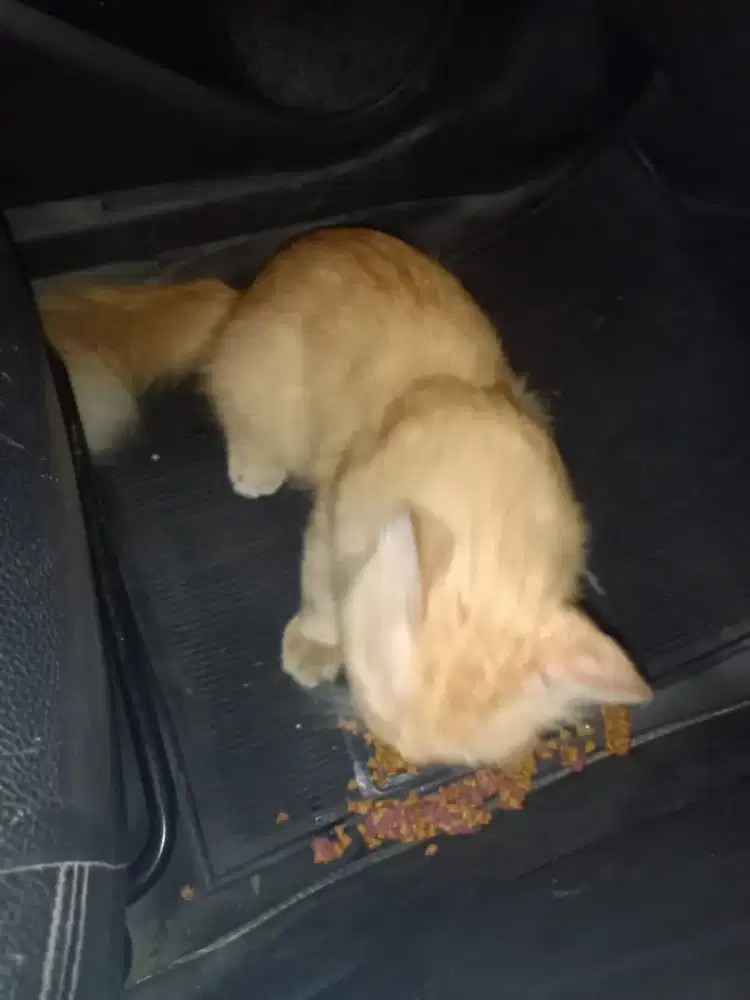 Judulnya : LOWONGAN KERJA Bantu Merawat Hewan Peliharaan Kucing2 Kami