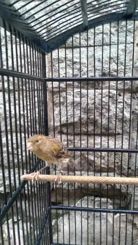 Burung Kenari Loper Malang