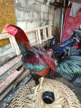 Ayam bangkok Ukuran 4.5