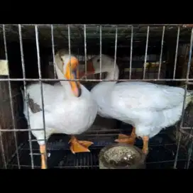 Di Jual cepat soang dewasa, bisa untuk jaga rumah/diternak/dipotong
