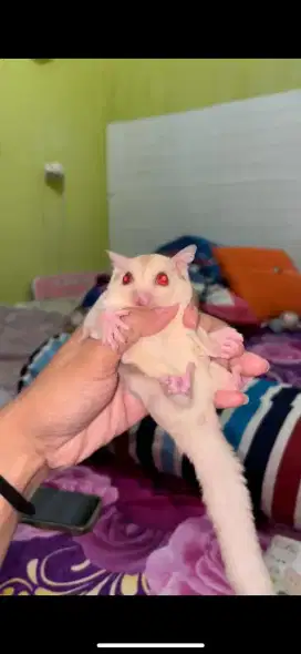 Sugar glider creamino