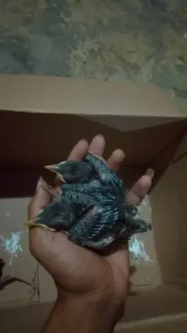 Di jual anakan burung jalak kebo burung jalak kebo anakan