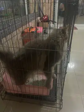 Kucing ras mix maenocean