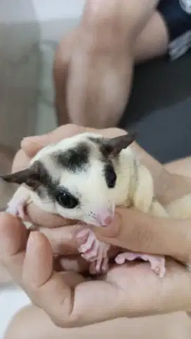 Sugar glider sg mozaic