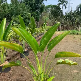 Pohon pisang kipas 1m+