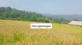 Jual tanah sawah produktip lokasi nanggung lewiliang bgr