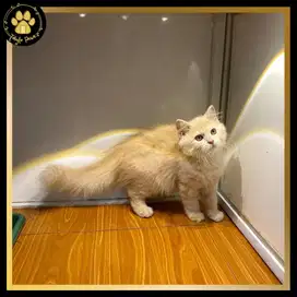 KUCING KITTEN PERSIA CREAM BETINA LONGHAIR GEMBUL