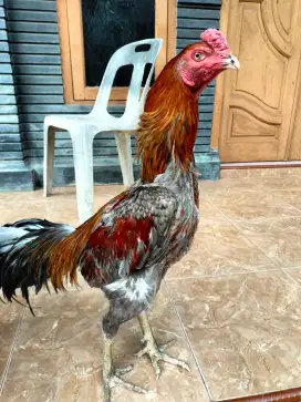 jual ayam kyongon