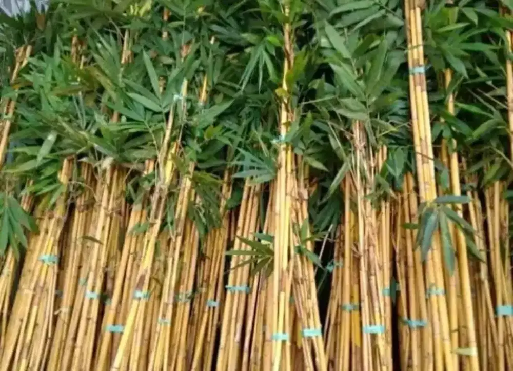 Tanaman hias pohon bambu kuning untuk pagar rumah periket