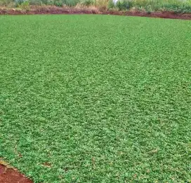 Rumput gajah mini untuk taman halaman rumah sudah sama nanam