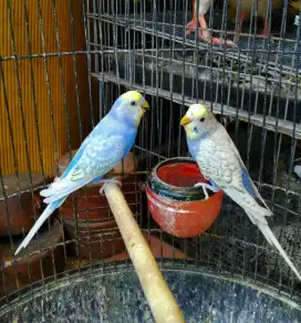 Burung Parkit Sepasang Siap Ternak