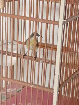 Jual burung kecil betina mulus no minus