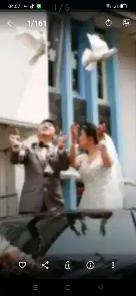 Merpati putih buat wedding