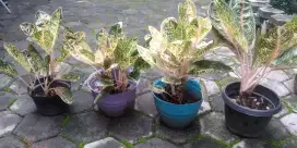 Pohon hias aglonema