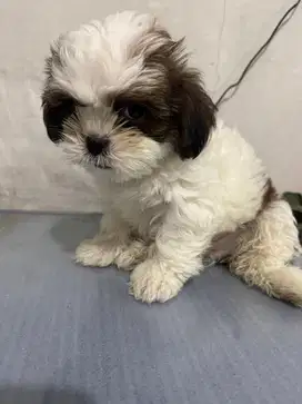 Shitzu Puppy Jantan