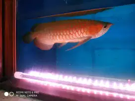 Arwana Super Red, Golden Red, dan Silver Albino