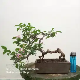 Bonsai Sakura Mikro Siap Pajang