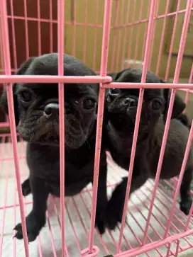 Dijual Puppy/ Anak Anjing PUG Stambum & Non Stambum MurMer Bisa Nego