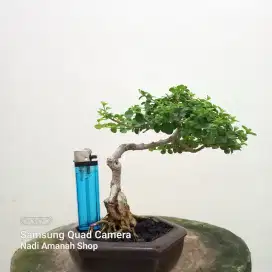 Bonsai Sancang Mame Siap Pajang