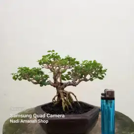 Bonsai Sancang Mame