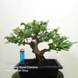 Bonsai Hokianti Bunga Small Siap Pajang