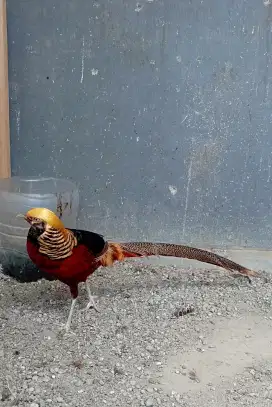 Ayam Golden Pheasant Berbagai Usia