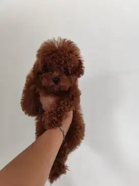 Poodle betina size tiny