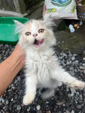 Kucing Murah jogja utara