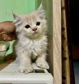 Kucing Murah jogja utara