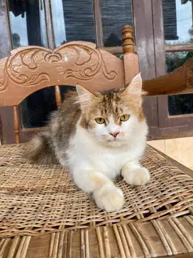 Kucing persia jantan