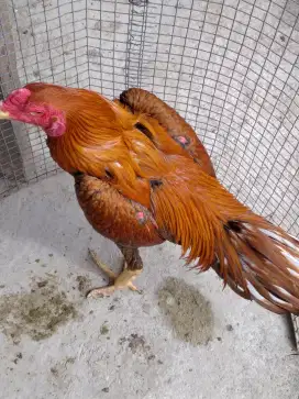 jual ayam bangkok