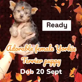 Dijual anjing yorkie yorkshire jantan betina