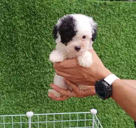 Dijual anjing poodle, bichon frise, yorkie yorkshire