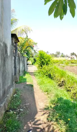 Tanah Sawah daerah Pasekan Batubulan