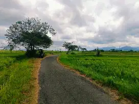 TANAH SAWAH PINGGIR JALAN ASPAL DEKAT JALAN PROVINSI DI KALIAKAH