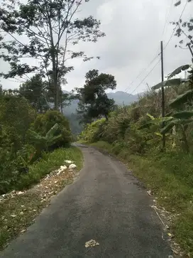 DIJUAL TANAH SAWAH DAN KEBUN  CENGKEH MURAH MERIAH