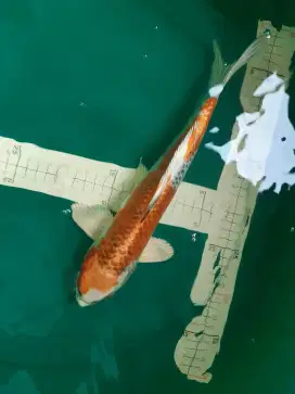 Ikan koi Kujaku import serti Konishi 33cm