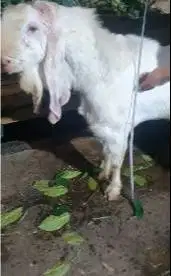 3 ekor kambing etawa senduro jantan superan 1 tahunan TB 90-1m monster