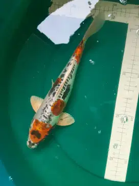 Ikan koi Kikokuryu 34cm pola sangar