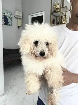 Bichon frise betina indukan