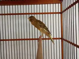 Paud kenari Hybrid (Sf x FsfxFbb) burung saja