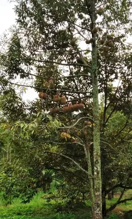 DIJUAL KEBUN BUAH DI PURWODADI, PASURUAN