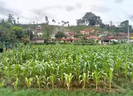 Jual Lahan Kebun datar di Ciwidey