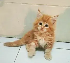 Booking Kitten MaineCoon Jantan dan Betina pure no mix. Induk ped Cfa