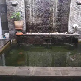 Jasa Maintenance/Kuras Kolam Koi Area Jabodetabek