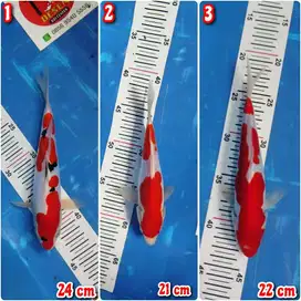 Ikan Koi Blitar Kohaku Sanke Doitsu Murni 21-24 cm HQ