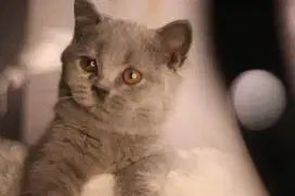 Kucing British shorthair kitten