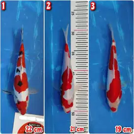 Ikan Koi Blitar Kohaku Sanke Doitsu Murni 19-22 cm HQ